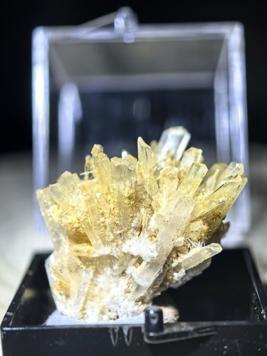 Australian gypsum flower - australian,