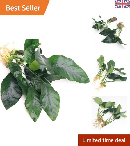 Compact anubias barteri var - 2x,
