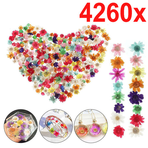 4260x dried rose - dried, mix-