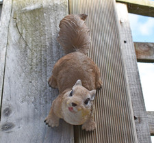 Climbing red squirrel - climbing,