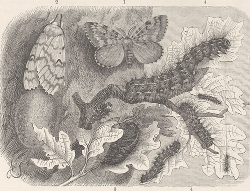 Lepidoptera development of - lepidoptera.,