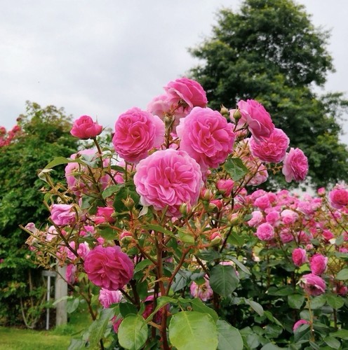 Ozeana climbing rose - plant, in