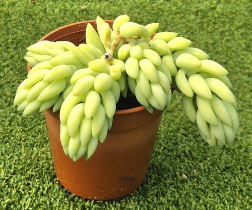 Sedum morganianum the donkey - sedum, (the