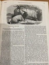 Antique Print 1841 CASHMERE SHAWLS + Article Attempt to Introduce Cashmere Goat