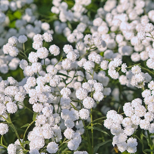 Achillea ptarmica the pearl - ptarmica, pearl'