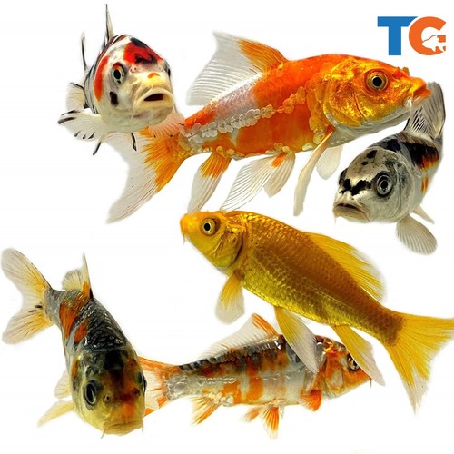 Standard and butterfly koi for - standard,