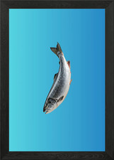 Salmon Fish on Blue Background