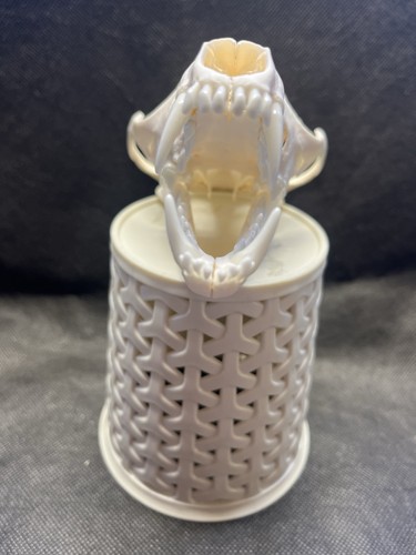 Real fox skull - real,