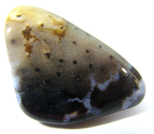 Unusual petrified peanut wood - unusual,