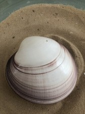 Large Giant 11cm pacific Tigrina Cockle clam Sea Shell Pair Natural Aquarium