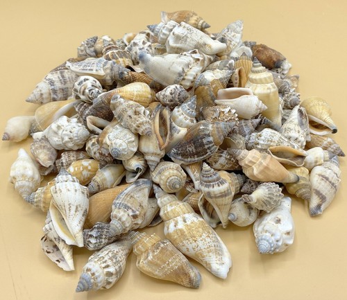 Bear conch shells 250 grams - conch, ~