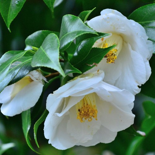Camellia japonica white - white, plant