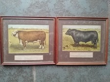 Cattle Wall Art Vintage Print