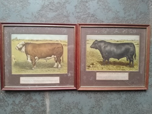 Cattle wall art - art, print
