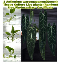 ×3 Anthurium warocqueanum
