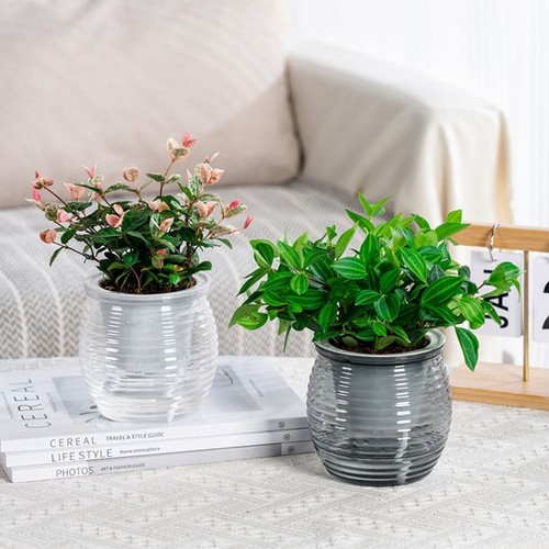 Transparent self watering - transparent, self-watering