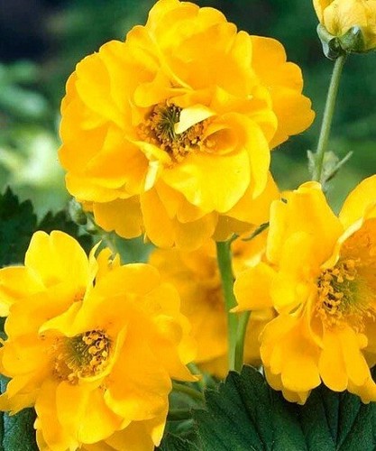 Seeds geum lady - -, 'lady