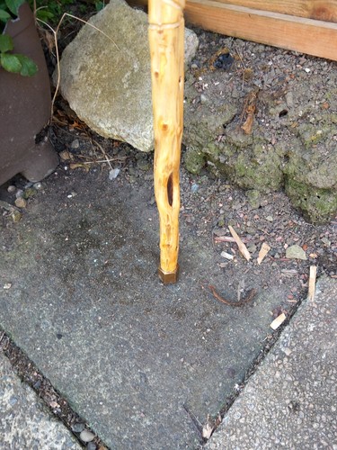 Conifer walking stick hand - conifer, stick,
