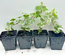 Pack of 4 Young Trailing Ivy Hedera Helix Alive Climbing Plant in 7cm Pot