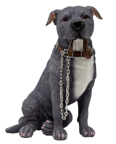 Blue staffordshire bull - staffordshire,