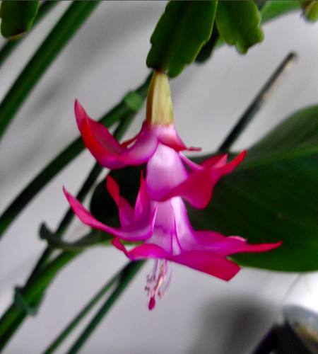 Schlumbergera buckleyi - schlumbergera, x