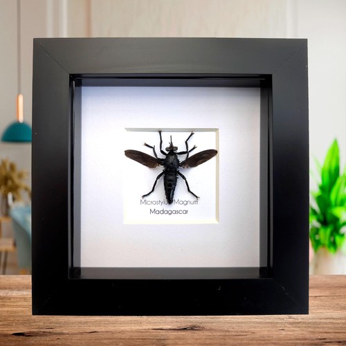 Framed giant robber - , fly