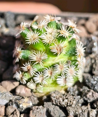 Mammillaria hernandezii rare - hernandezii,