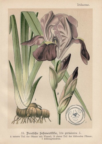 Iris chromo - iris,