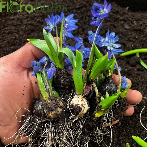 Scilla siberica bulbs - 50,