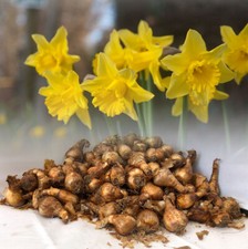 1-200 TAMARA TRUMPET DAFFODIL BULBS BRIGHT YELLOW HARDY SPRING GARDEN PERENNIAL
