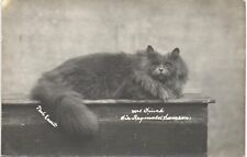 Pedigree Blue Persian Cat. Sir Reginald Samson of Mrs Finch. Photo by Everitt.