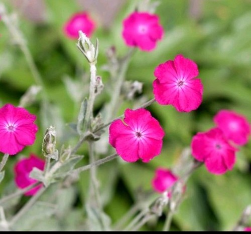 Rose campion lychnis - x,