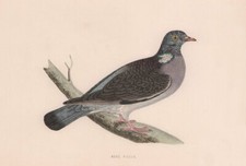 Wood Pigeon. Morris's British