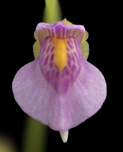 Utricularia calycifida large - utricularia,