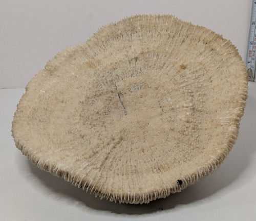 Natural dried mushroom - natural,