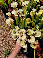 Sarracenia x Moorei Marston