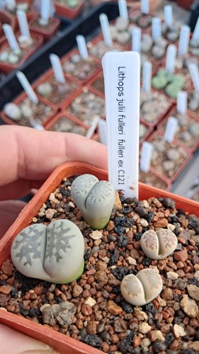 Lithops julii fulleri c121 - ex,
