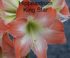 “SALE” Hippeastrum
