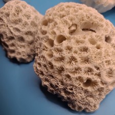 Two brain fossil coral - , pieces