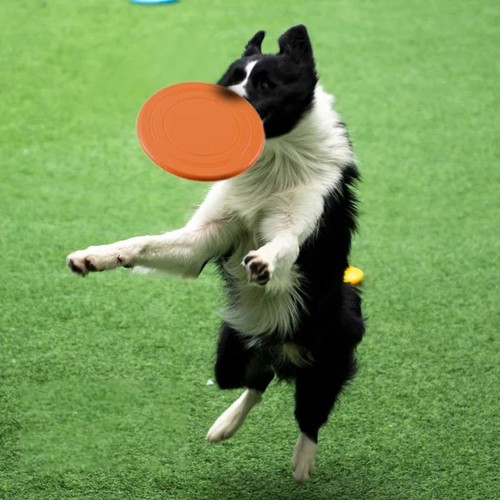 Durable dog flying disc toy - flying,