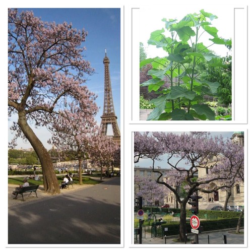 Foxglove tree sapling - ,, worlds