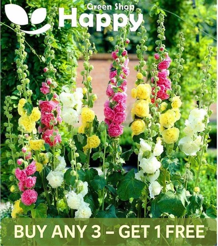 Hollyhock summer carnival - hollyhock,