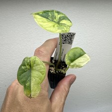 Alocasia Dragon Scale Albo