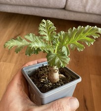 Pelargonium laxum  7cm Pot