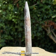 Belemnite – Belemnites