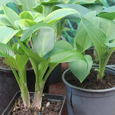 Hosta Collection of 5 Plants
