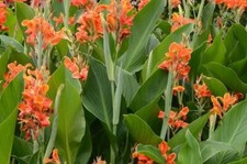 Canna indica Madeira 9cm Pot