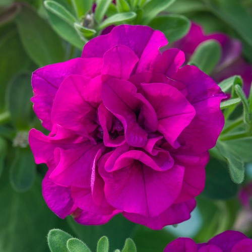 Scented double trailing - scented,