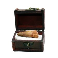 Large Real Spinosaurus