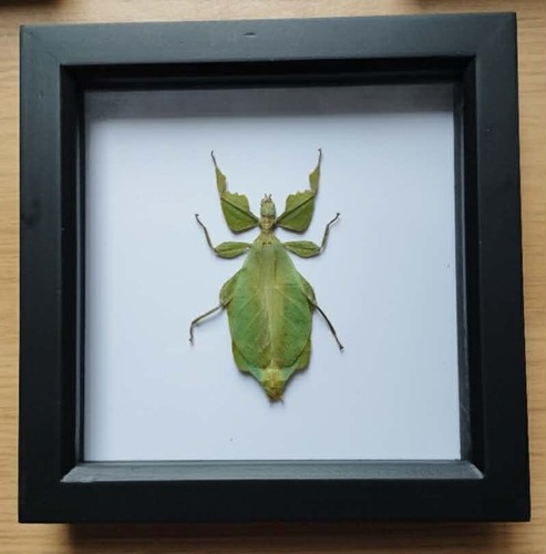 Real giant green leaf insect - green,